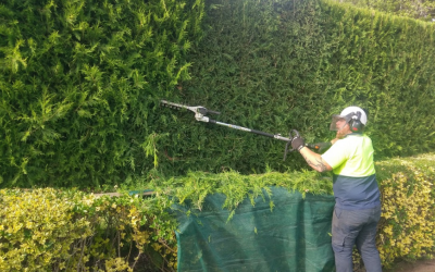 7 Key Steps to Maintaining a Healthy and Beautiful Hedge