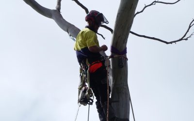 Lopping vs. Pruning: What’s Best for Your Trees?