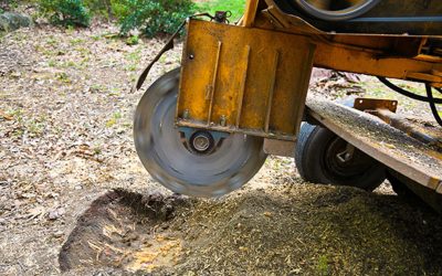 Tree and Stump Removal Services in Adelaide Hills