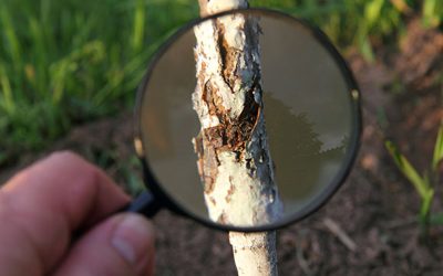 Finding the best Tree Health Inspectors